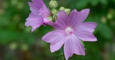 Curarsi in modo naturale con la malva